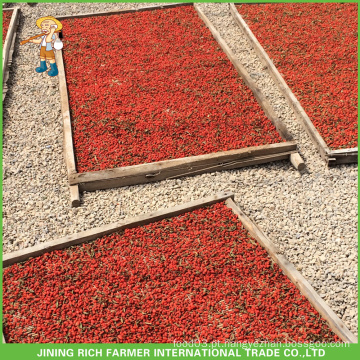 Exportador de Baga de Goji Seco na China Goji Berry 380g grãos / 50g Para o Brasil